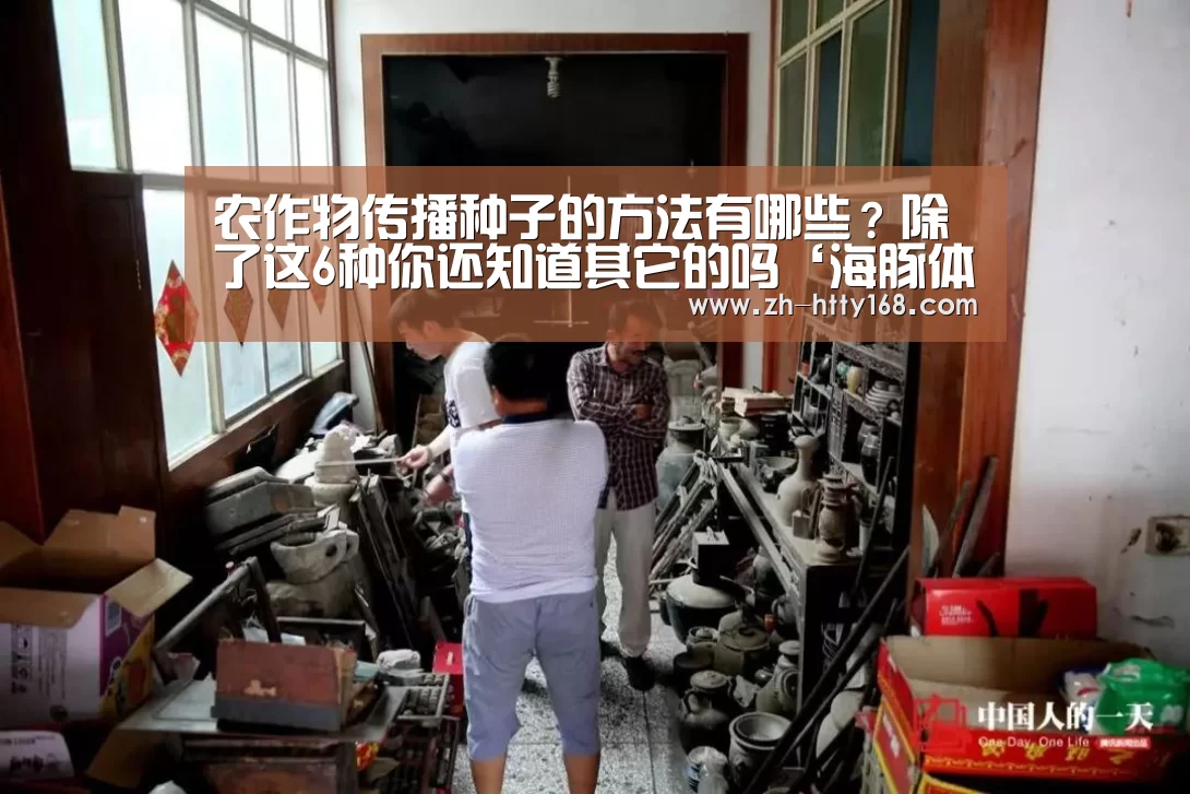 海豚体育